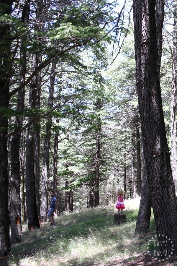 Playing hide and seek in the National Arboretum forrests