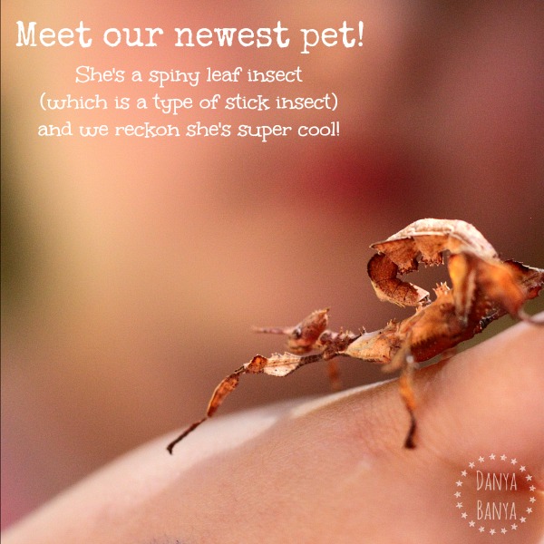 Meet our pet spiny leaf phasmid