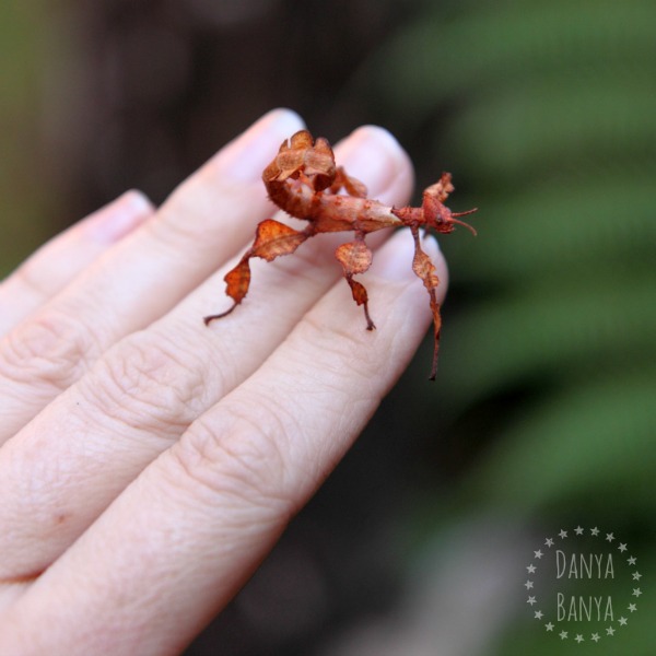 Easy insect pets new arrivals