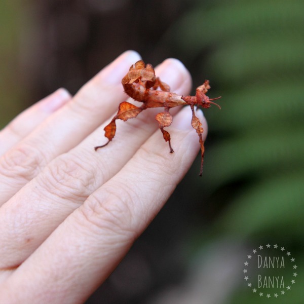 Pet stick insect (phasmid)