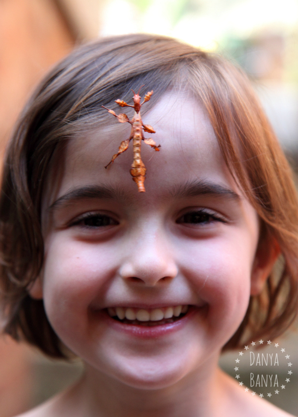 Phasmids are harmless - kids can let them walk all over them