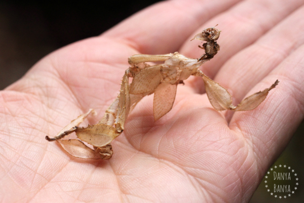 Spiny leaf stick insect skin