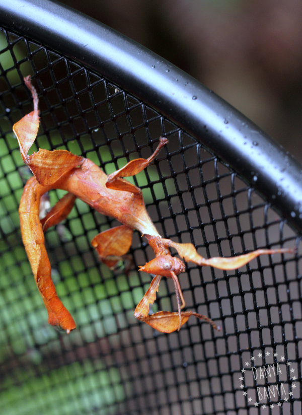 Male spiny leaf insect (phasmid)