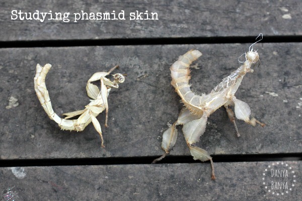 Studying phasmid skin