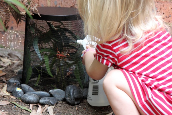 Toddler spraying water onto pet phasmids