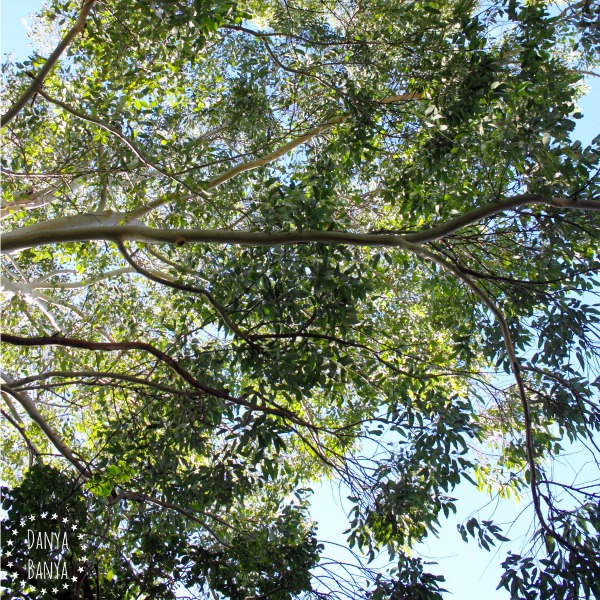 Looking up at our gum tree