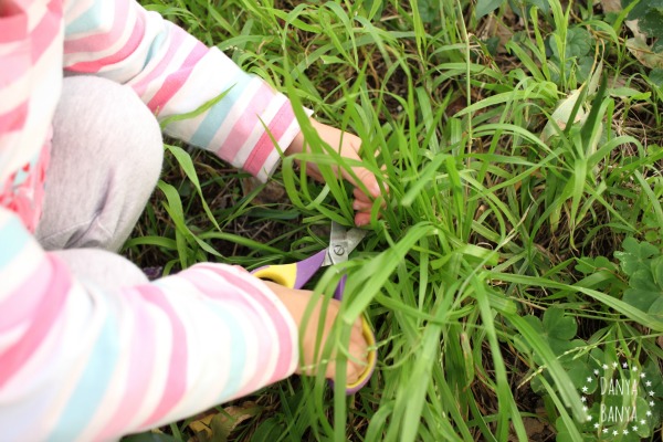 Toddler cutting grass