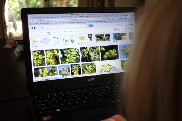 researching wattle