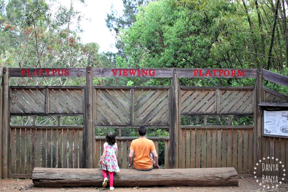 Platypus Viewing Platform