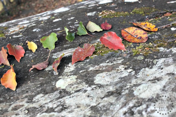 Toddler photography a study of leaves