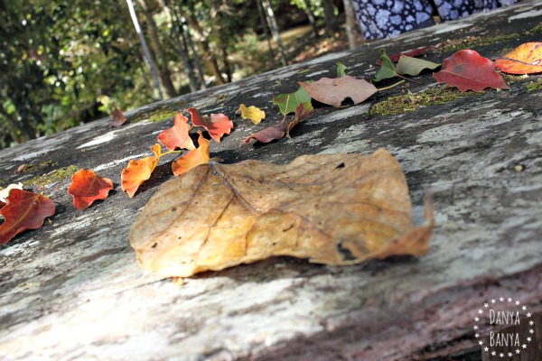 Toddler photography leaf collection