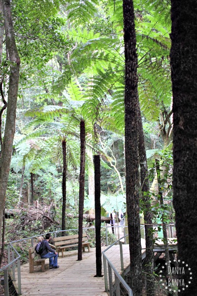 Bushwalks (and rest stops) around Scenic World, Blue Mountains, Australia