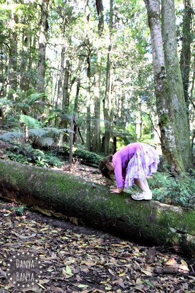 Cathedral of the ferns bushwalk