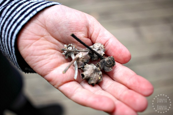 Turpentine tree seed pods, blue mountains