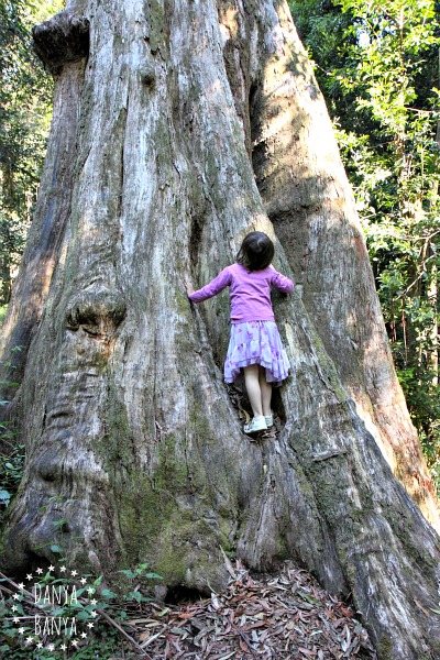 the giant tree, cathedral of the ferms walk