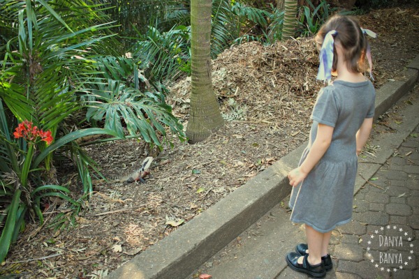 5 year old watching a lizard