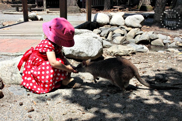 Travelling with kids Feeding a little wallaby (with a joey in her pouch) at Port Douglas Wildlife Sanctuary