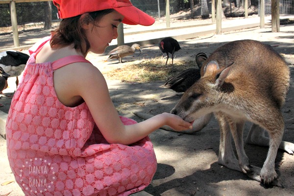 Travelling with young kids Feeding kangaroos at Port Douglas