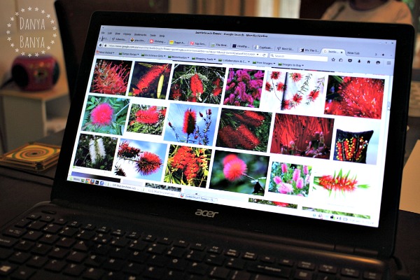 Bottlebrush flowers online