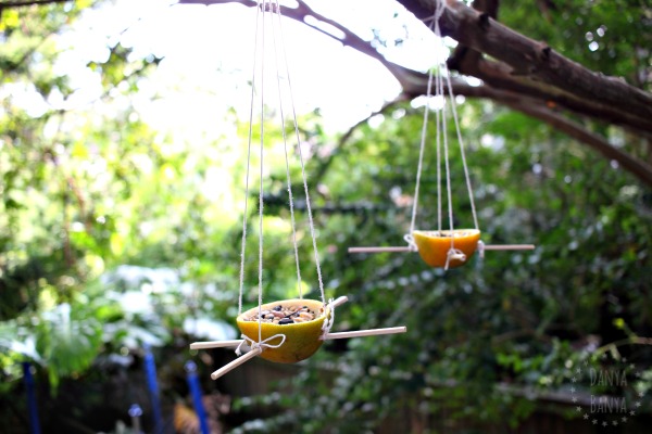 DIY Orange Skin Bird Feeders – Danya Banya