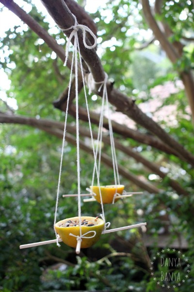 DIY bird feeders using orange skin cups for your backyard