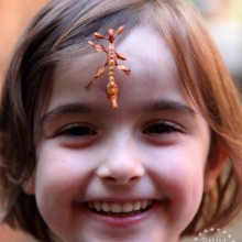 Phasmids are harmless - kids can let them walk all over them